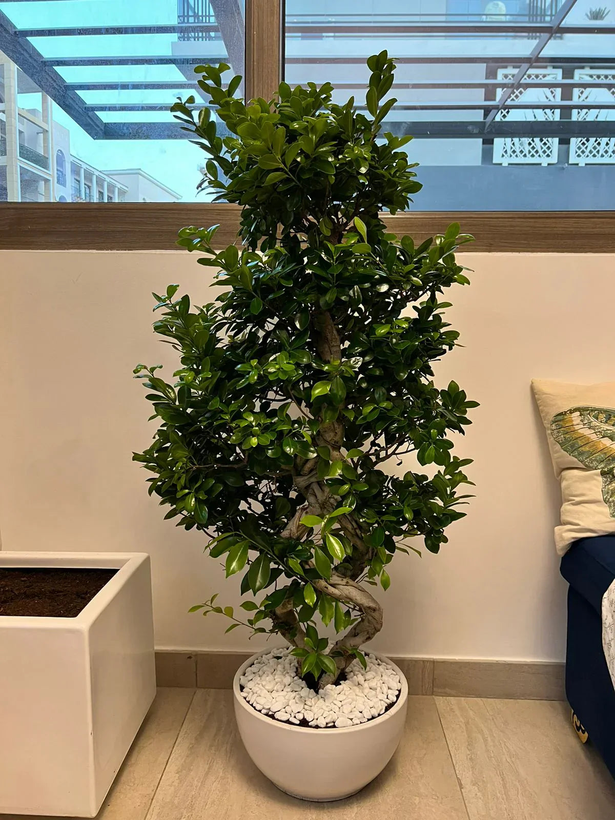 Bonsai Tree in UAE – A Complete Guide for Plant Lovers