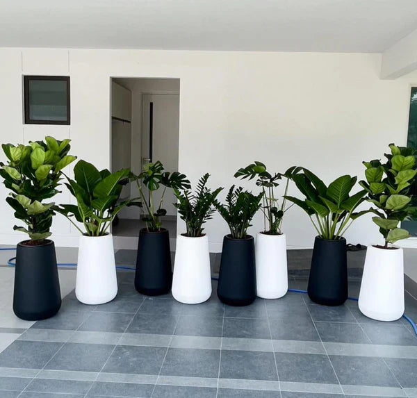 Indoor Office Plants