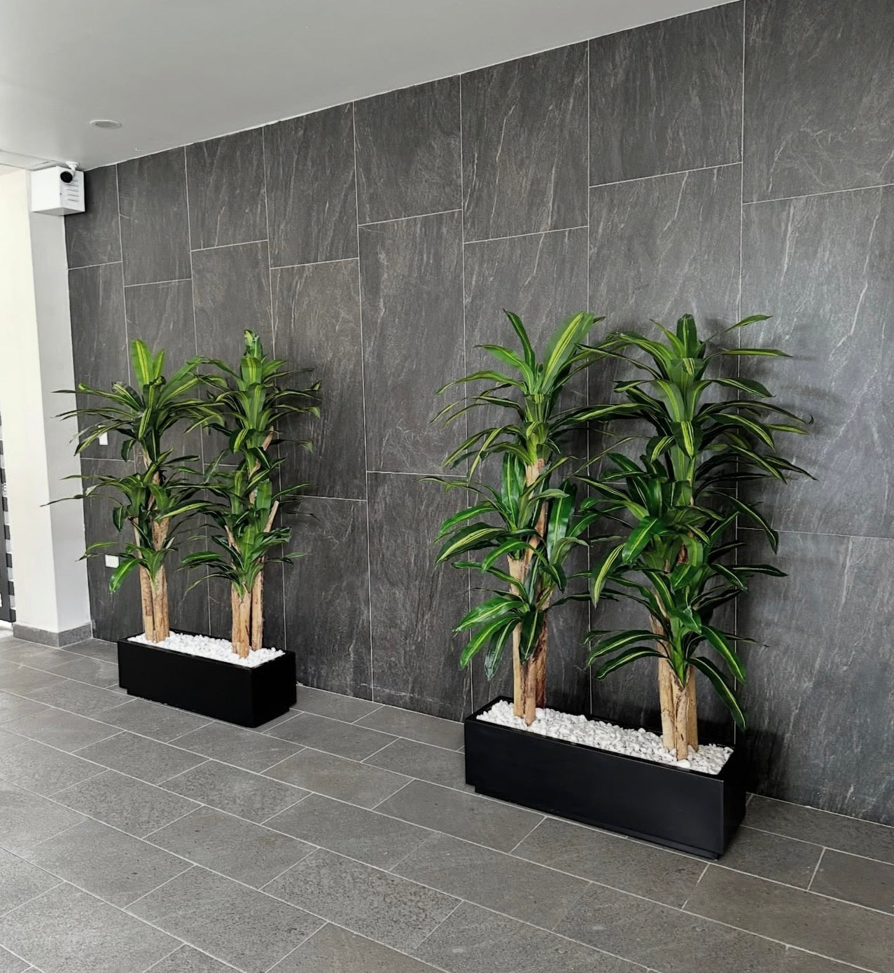 Artificial Plant in Rectangle Dracaena Plants UAE