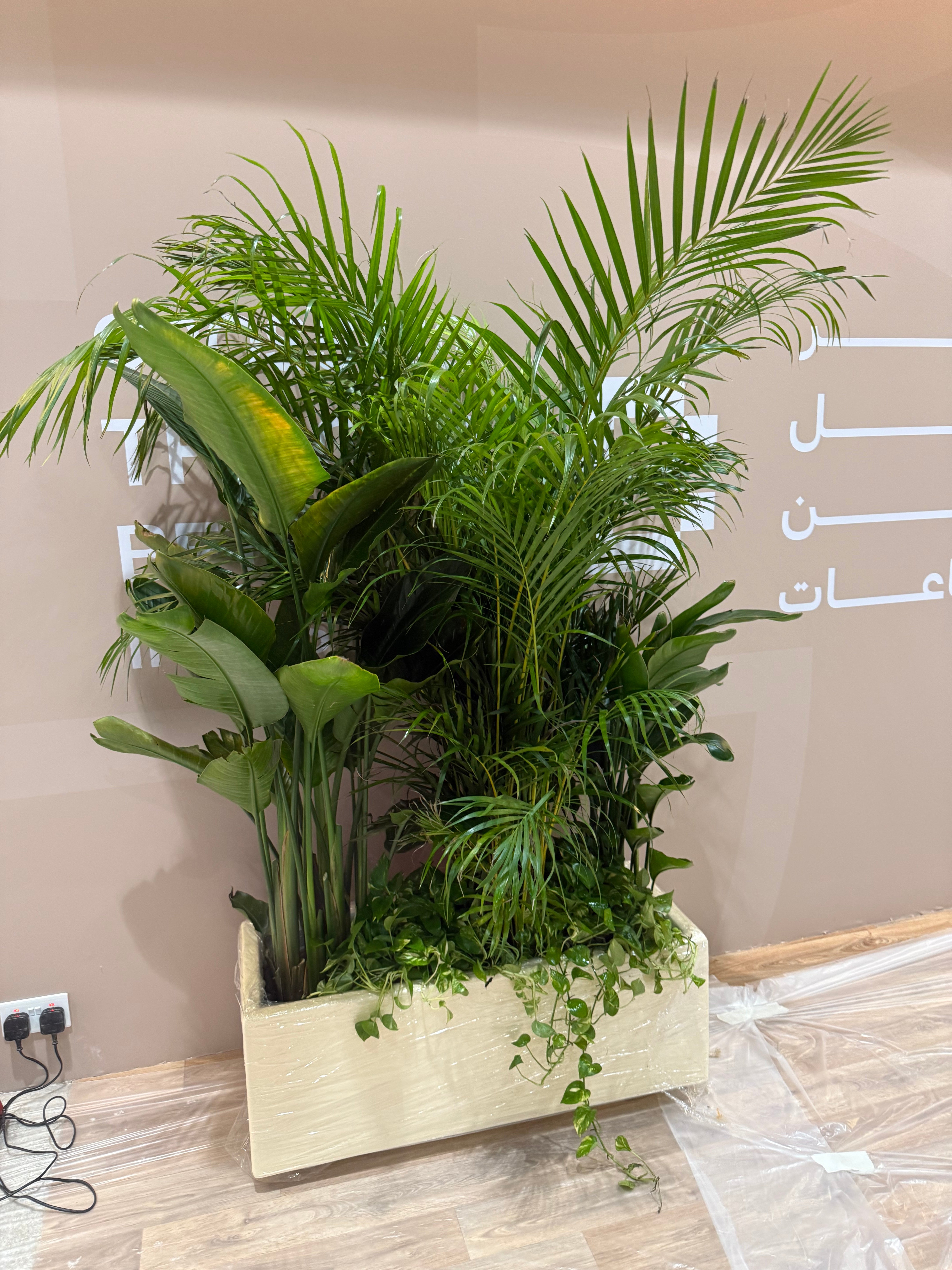 Office Plants Privacy Plant in Rectangle Pot Premium on Sale UAE