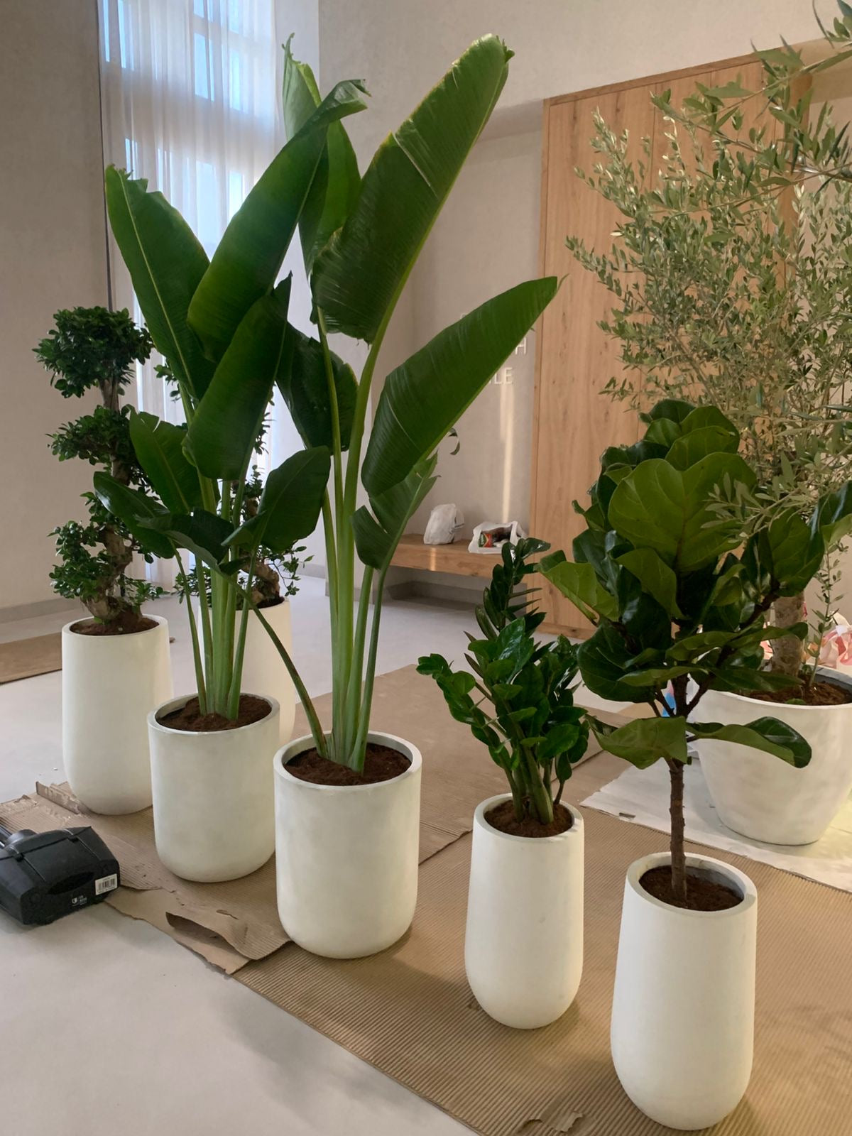 Air Purifying 5 Plants Bundle Premium UAE