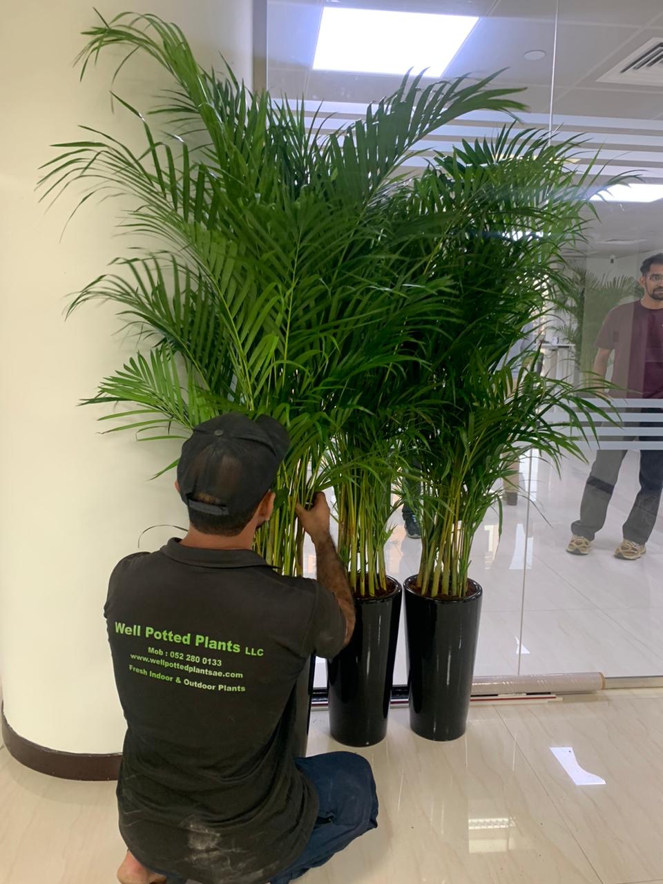 Areca Palm Bundle (7 Pc) Indoor Office Plants Dubai