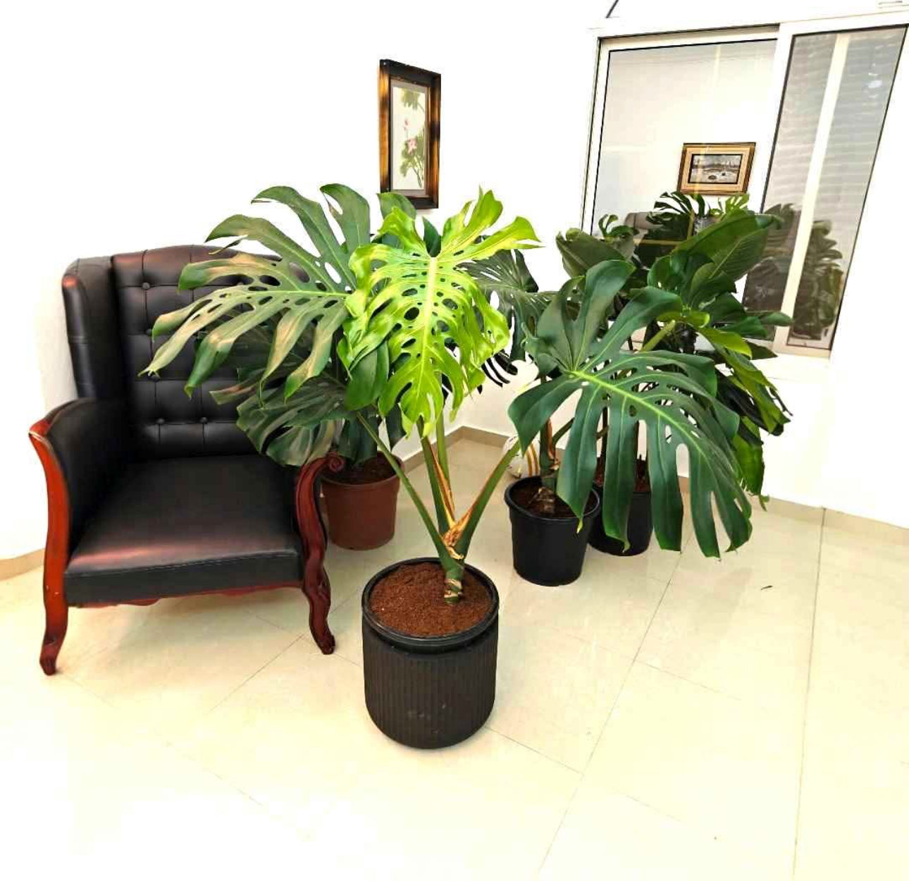 Monstera Large Rare-type Indoor