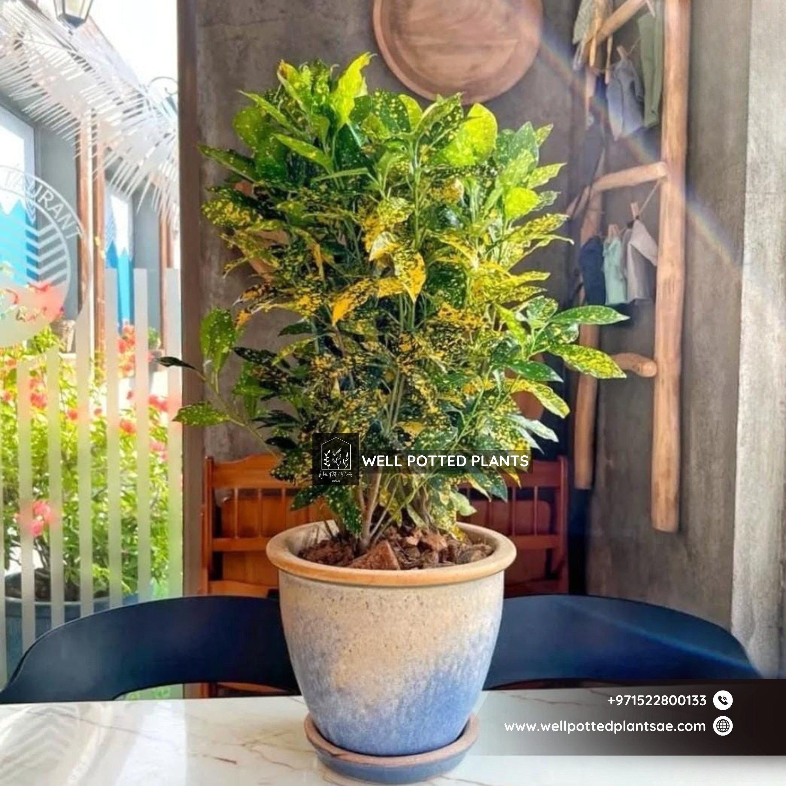Croton in Ceramic