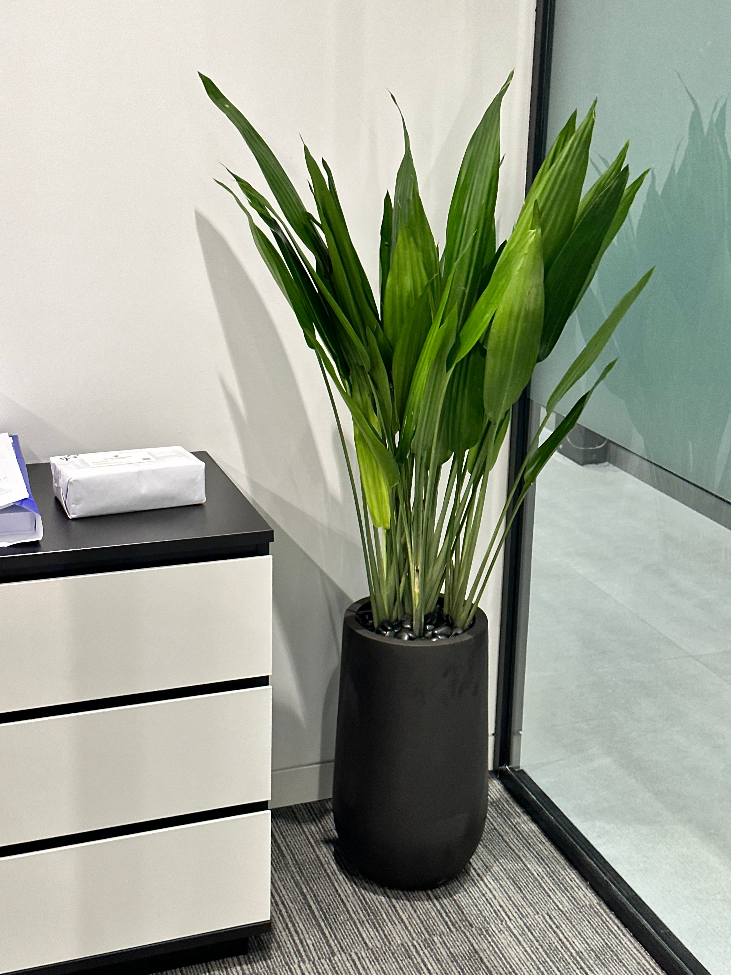 Cast Iron Plant Pet Friendly