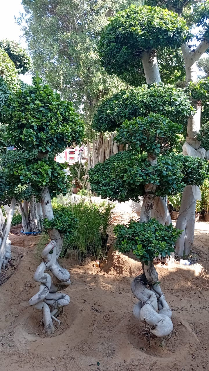 Bonsai Juniper XL Designer Choice Each 2m to 2.2m Plants UAE