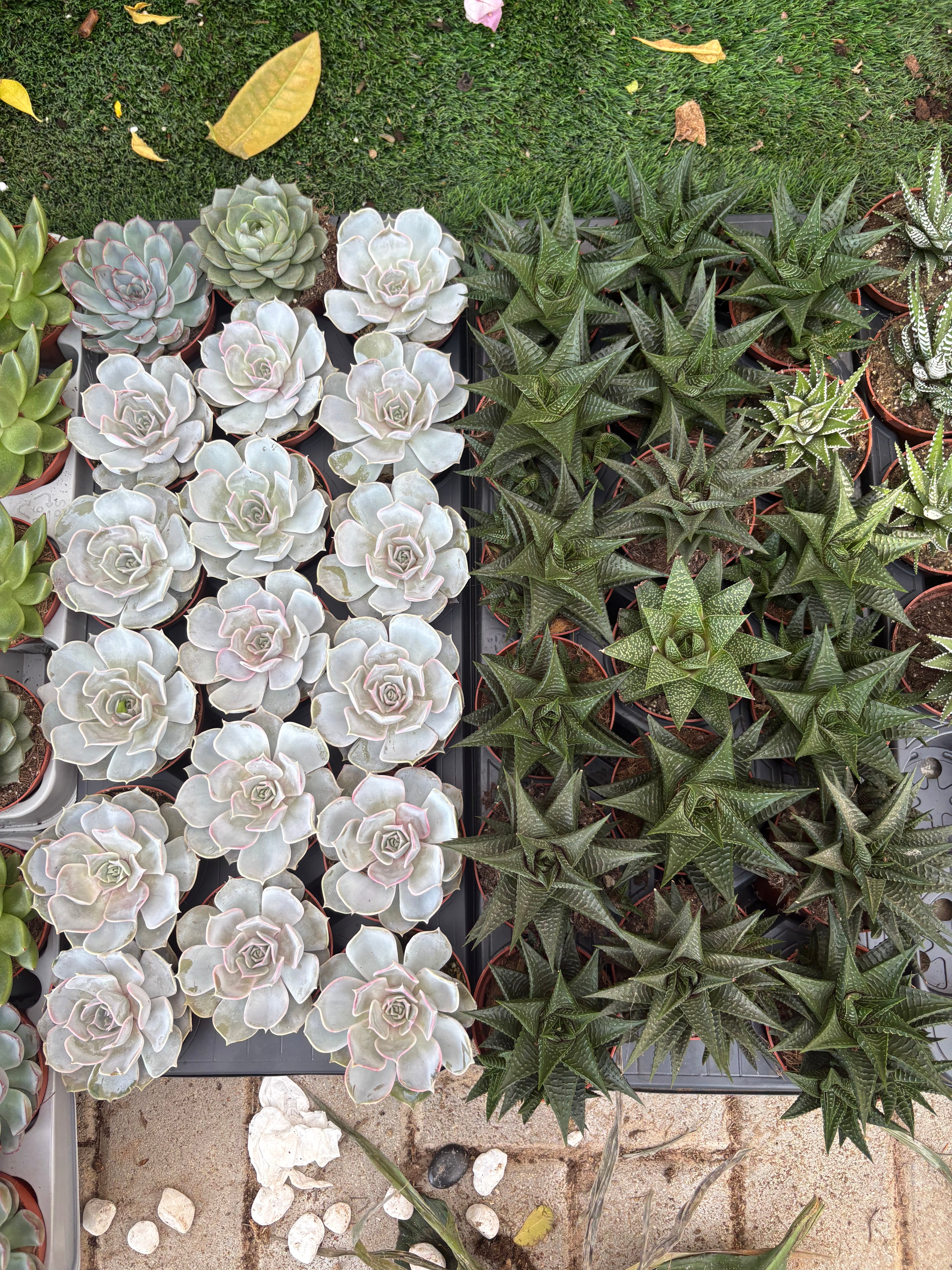 Table Plant Desk Plant Succulent Indoor Plants Dubai