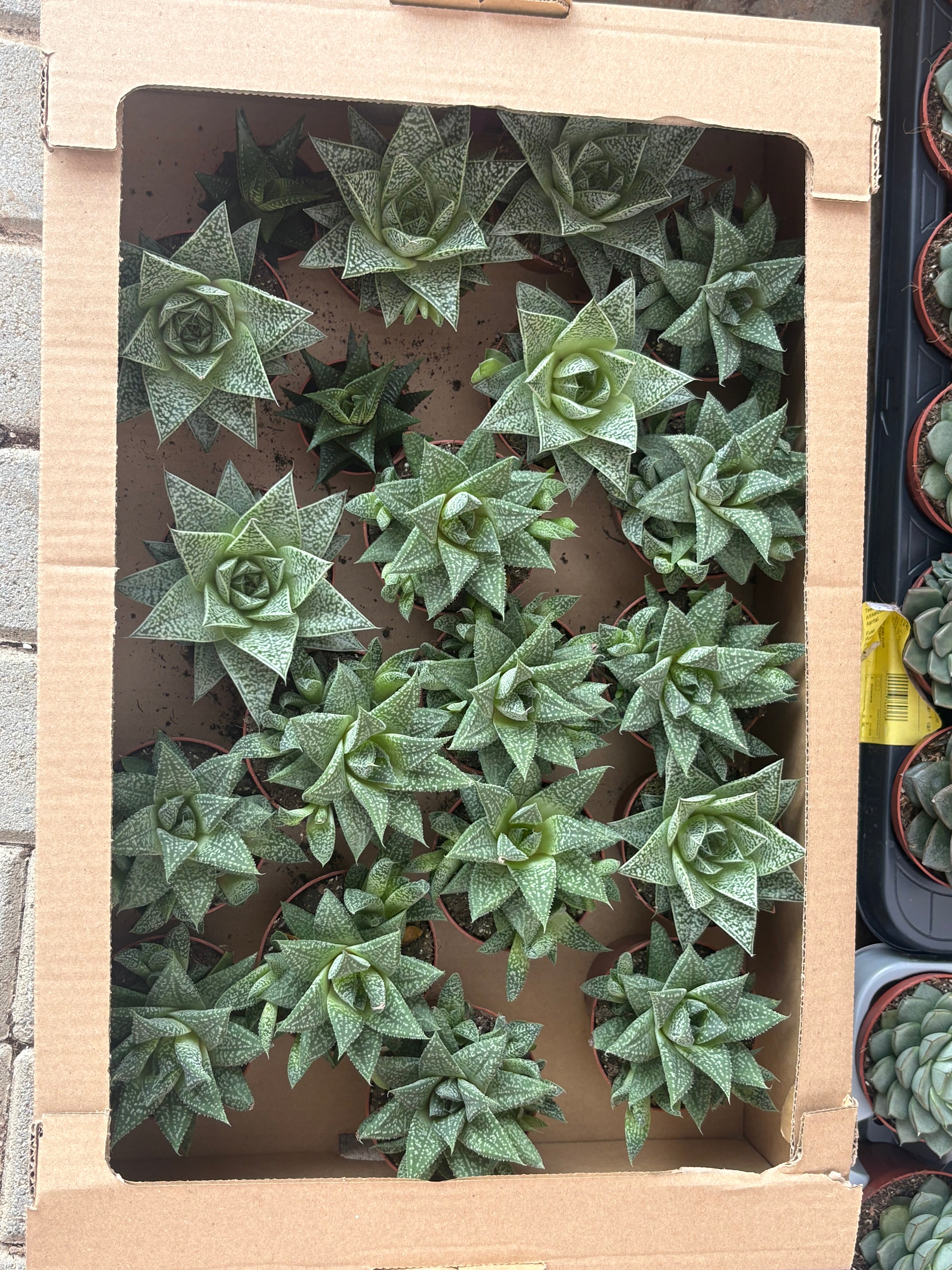 Table Plant Desk Plant Succulent Indoor Plants Dubai