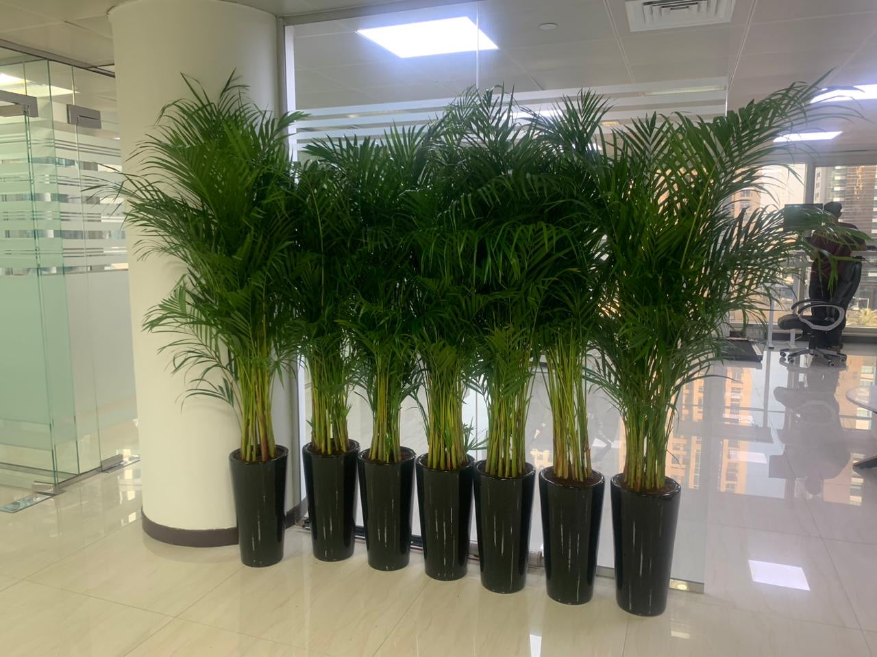 Areca Palm Bundle (7 Pc) Indoor Office Plants Dubai