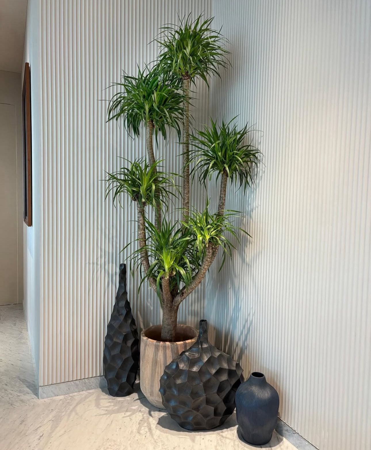 Yucca Multiple Head Large Plants UAE
