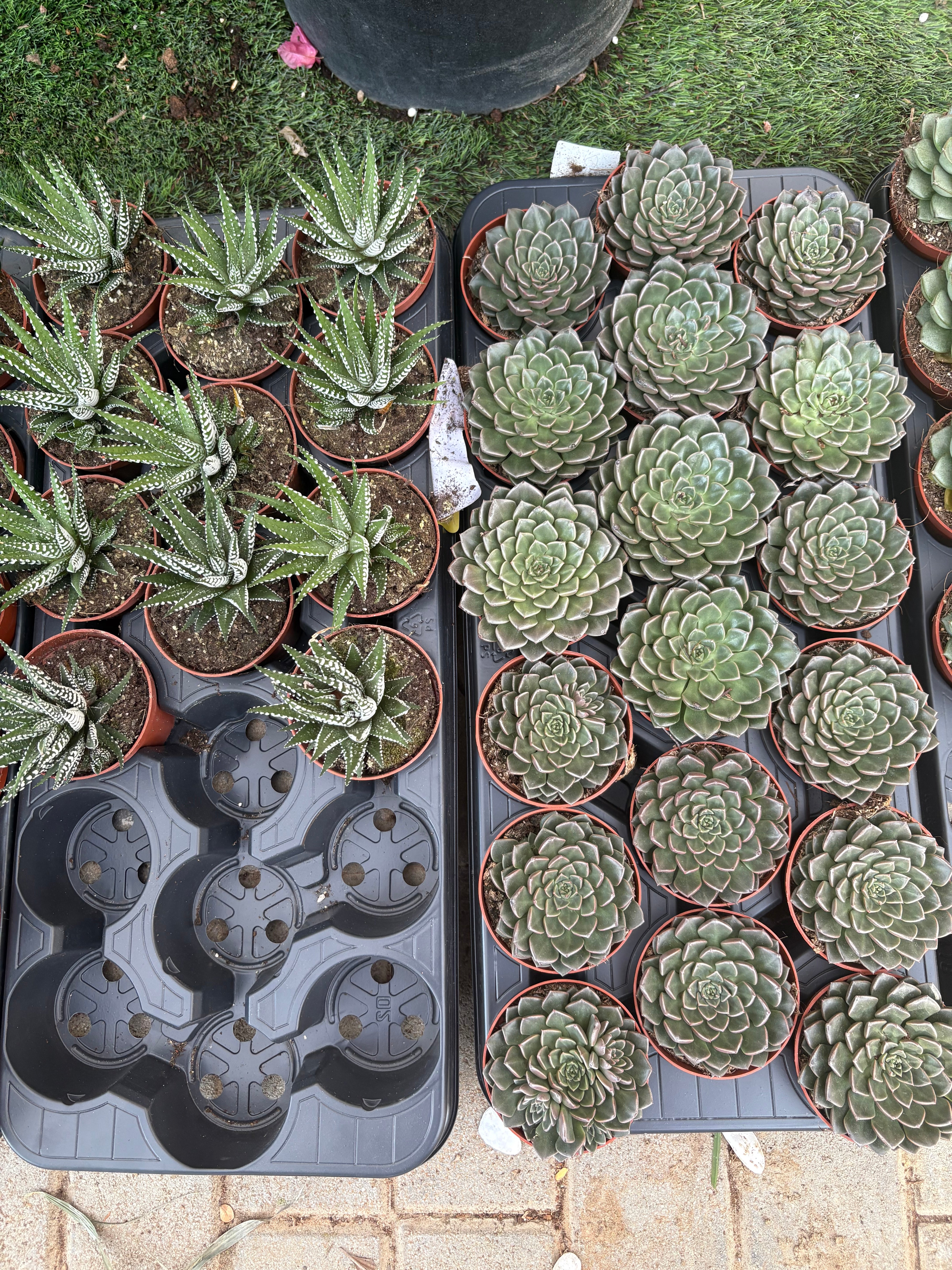 Table Plant Desk Plant Succulent Indoor Plants Dubai