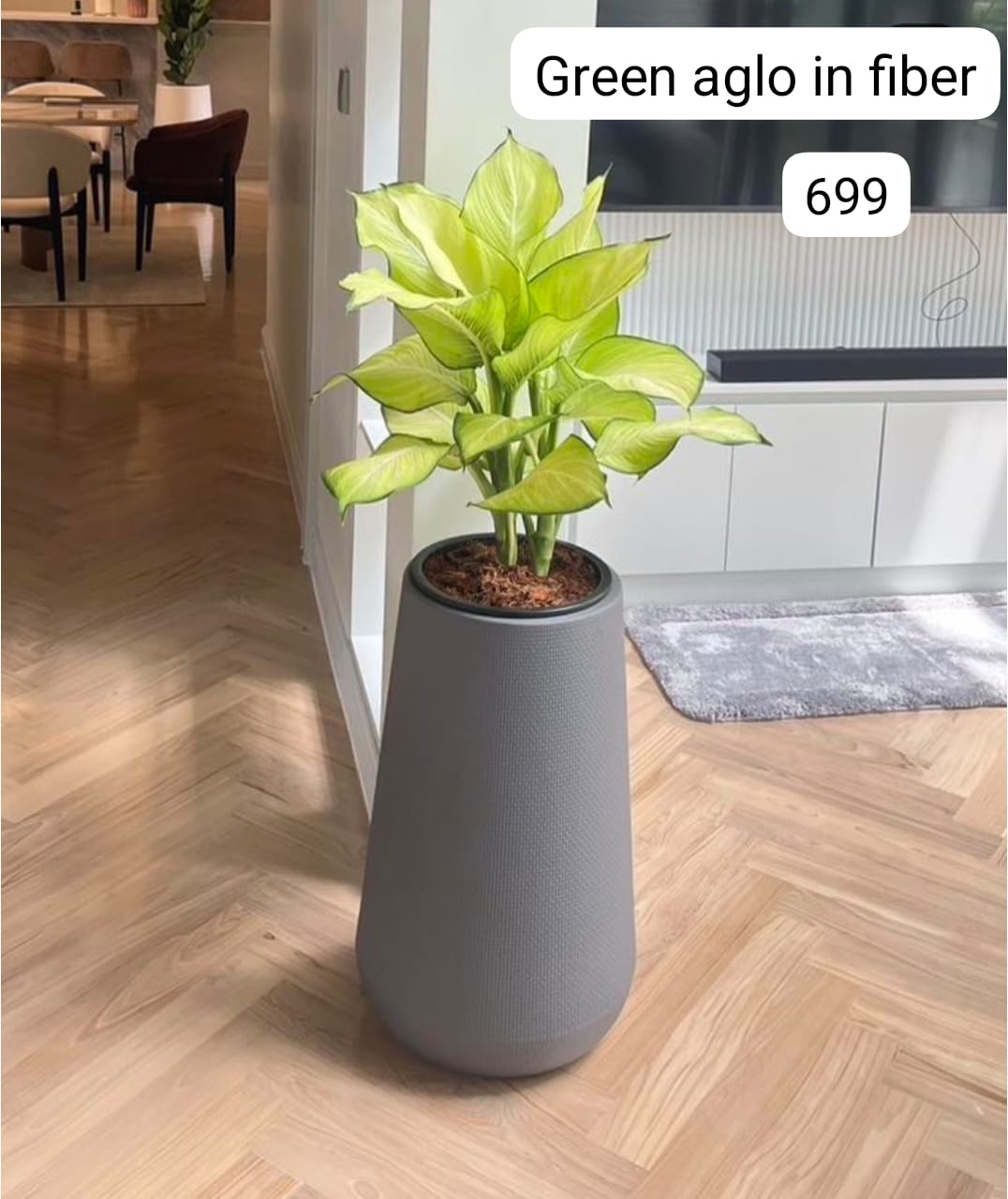 Aglaonema Premium in long fiber Height 130cm Plants UAE.