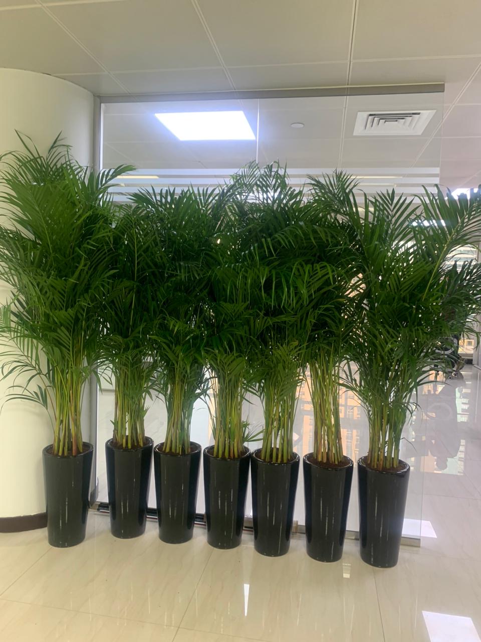 Areca Palm Bundle (7 Pc) Indoor Office Plants Dubai
