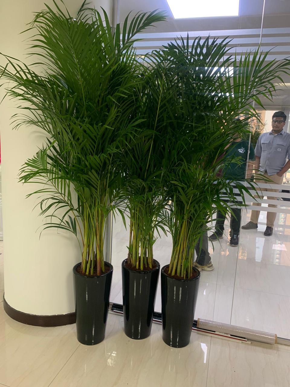 Areca Palm Bundle (7 Pc) Indoor Office Plants Dubai