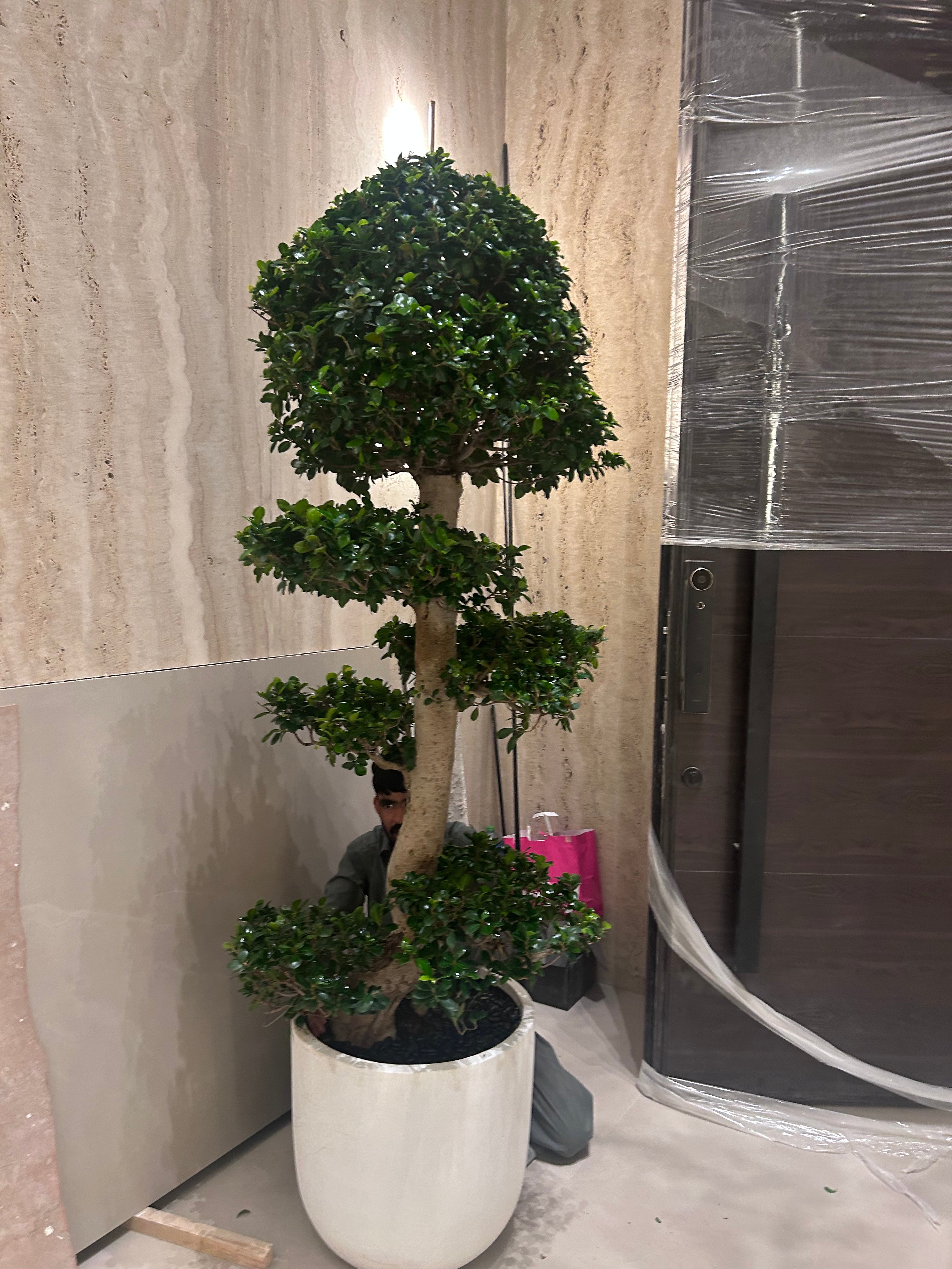 Big Bonsai 2.5m to 3meter Plants UAE.