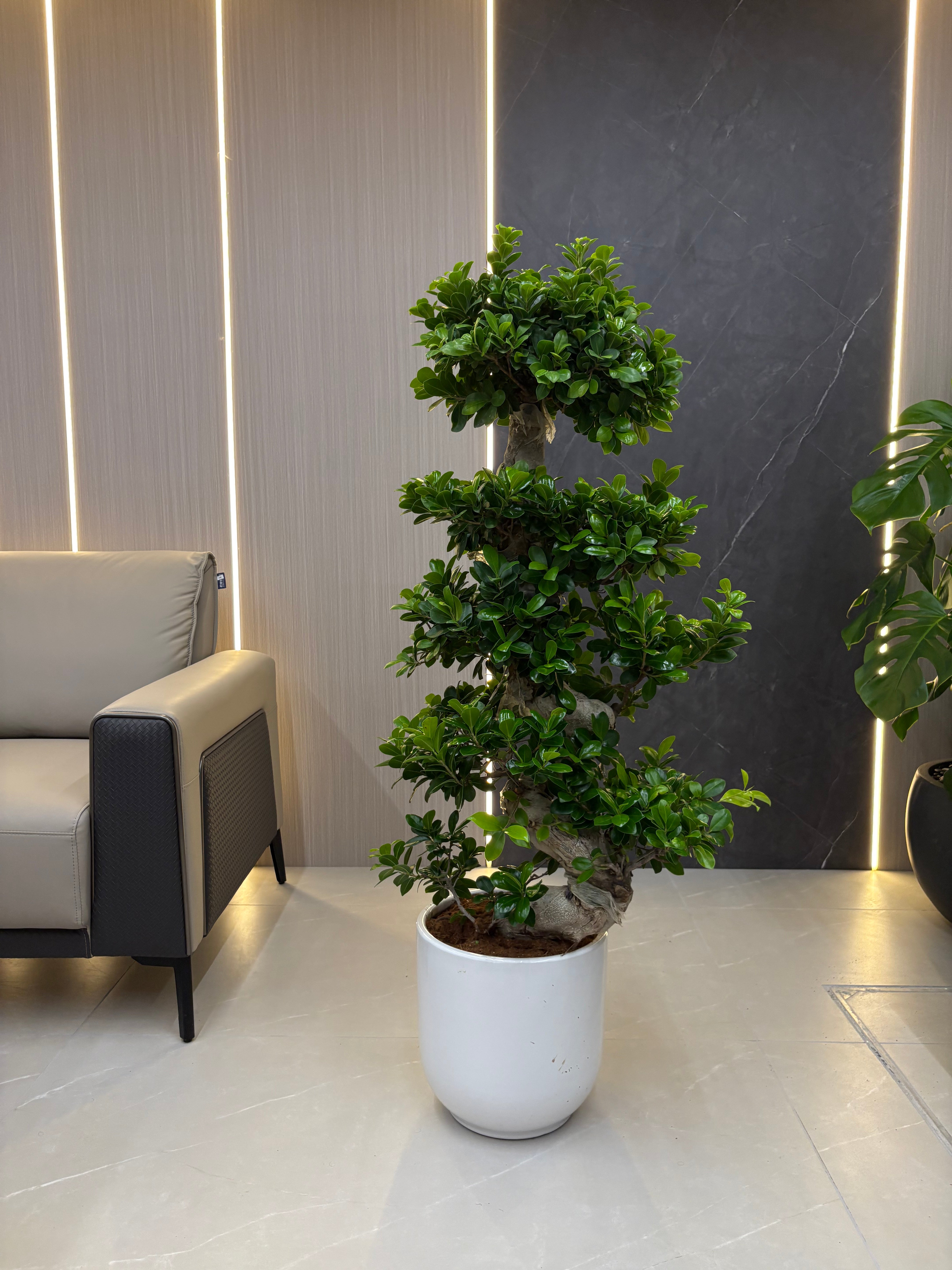 Bonsai Indoor Plant 110β130 cm β Clearance Sale, UAE
