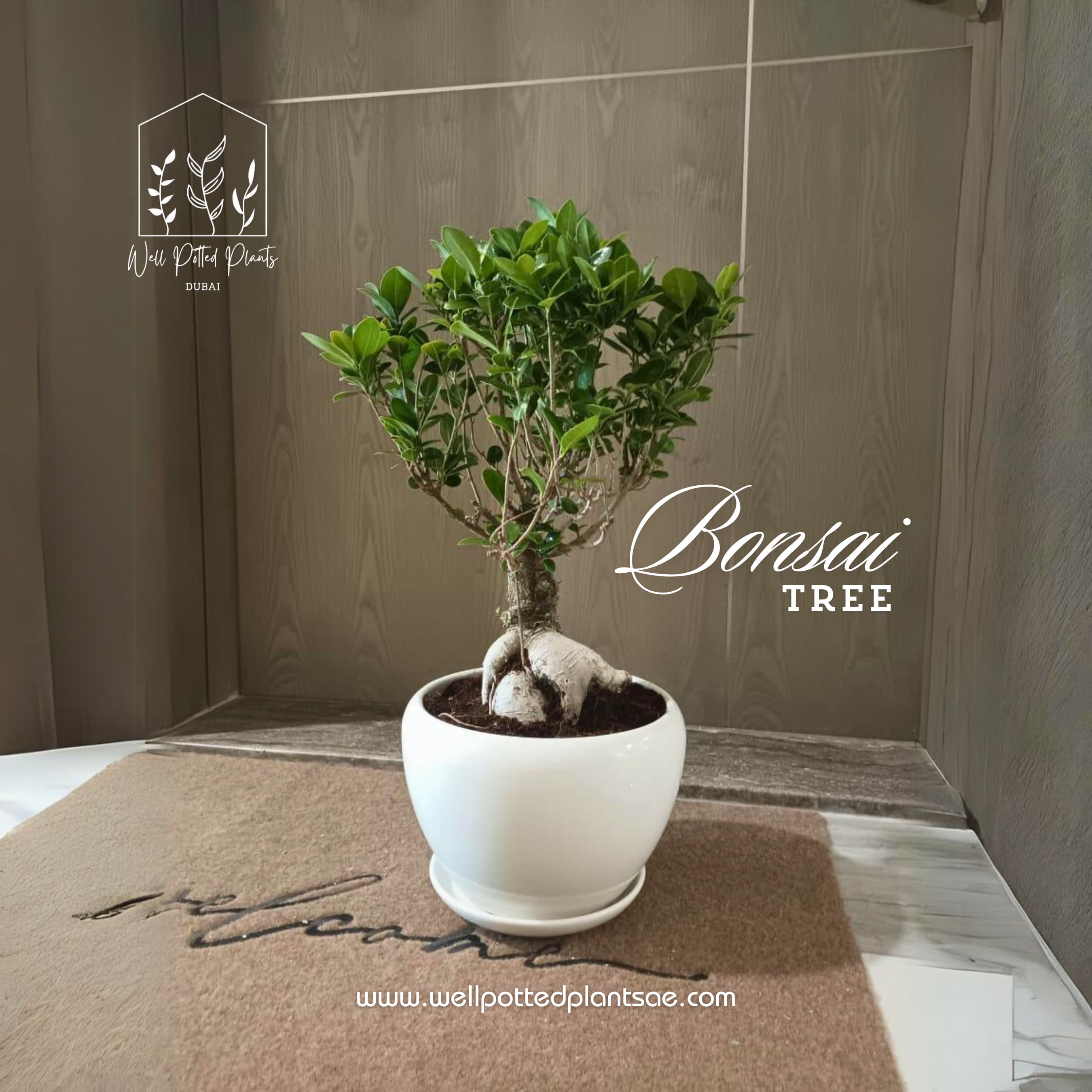 Bonsai Table Plant UAE