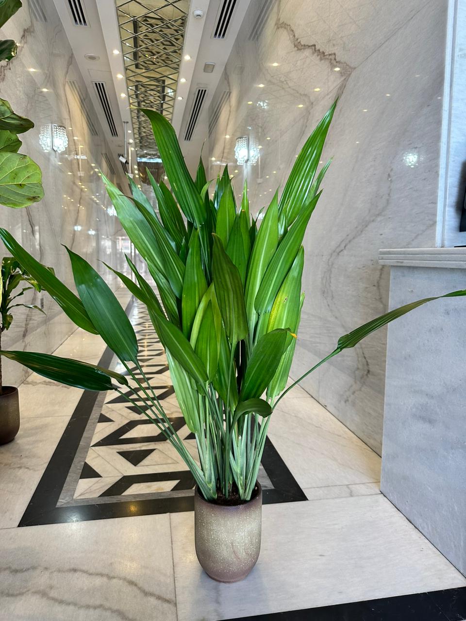 Cast Iron in Beige Plants Dubai. A large green Cast Iron Plant in a beige pot, placed on a marble floor.