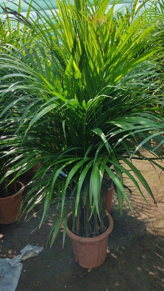 Clearance Sale Areca in dubai.