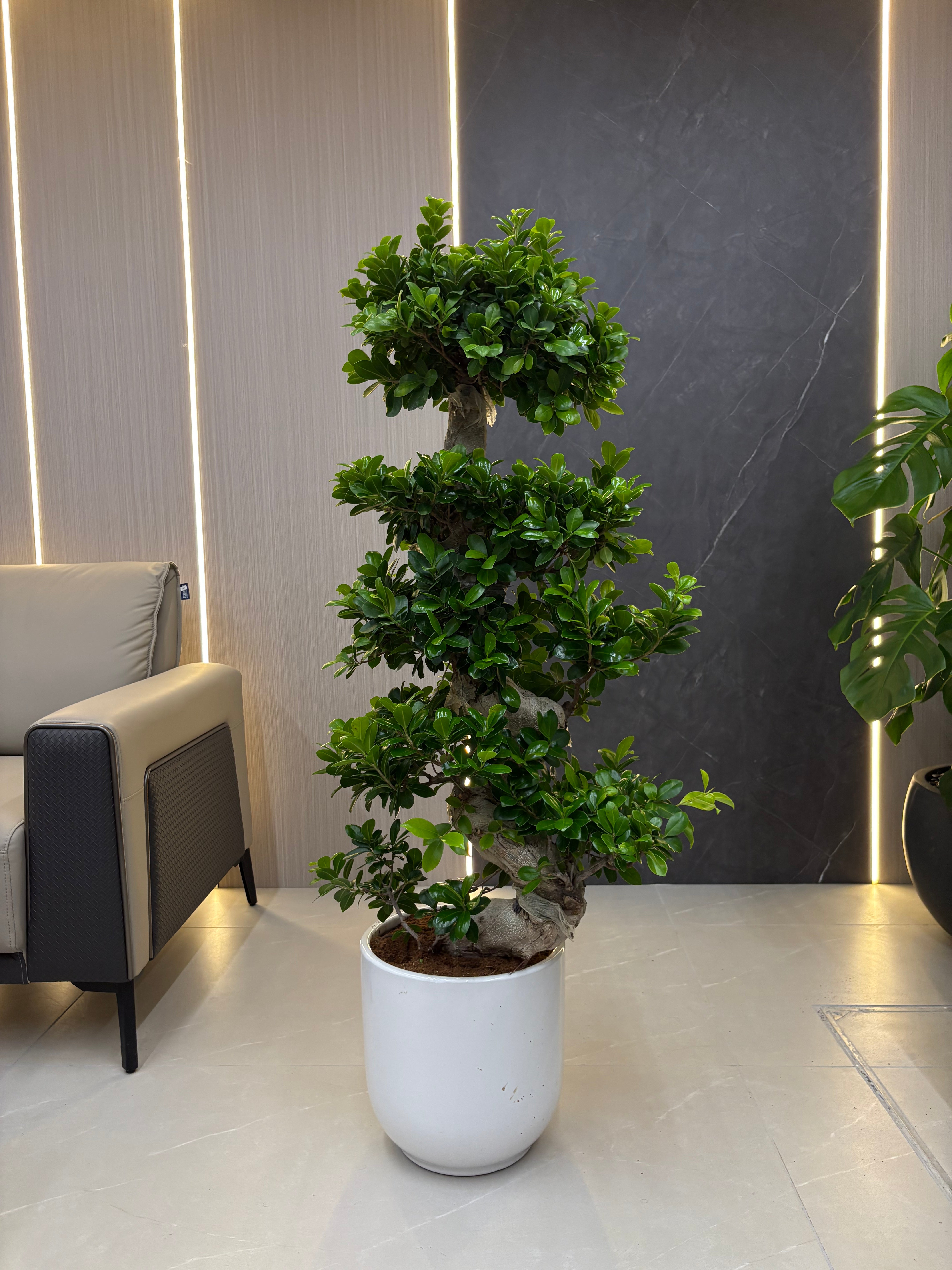 Clearance Sale Bonsai (110β130 cm) Indoor Plants UAE