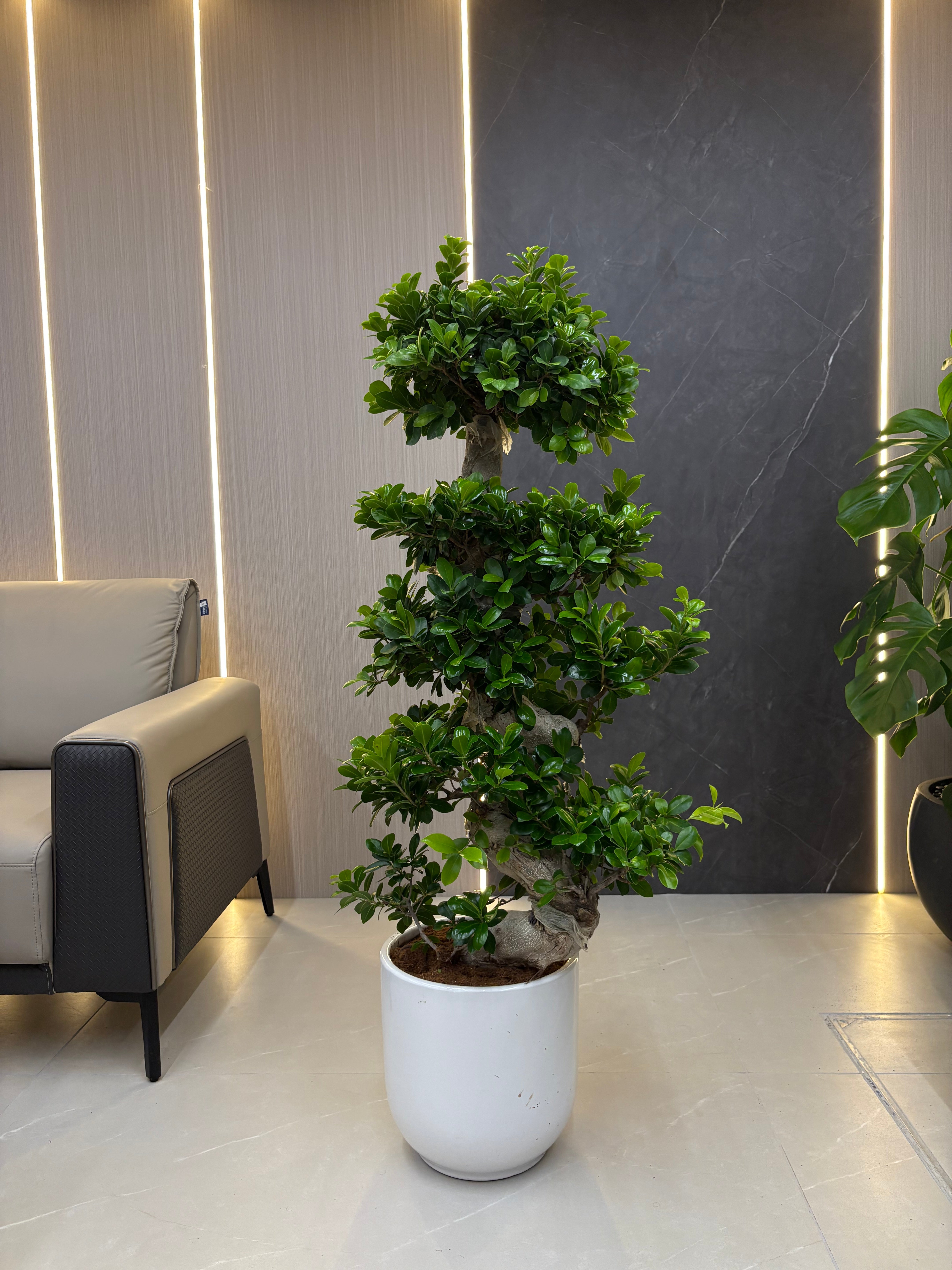 Clearance Sale on Bonsai Indoor Plants 110β130 cm, UAE