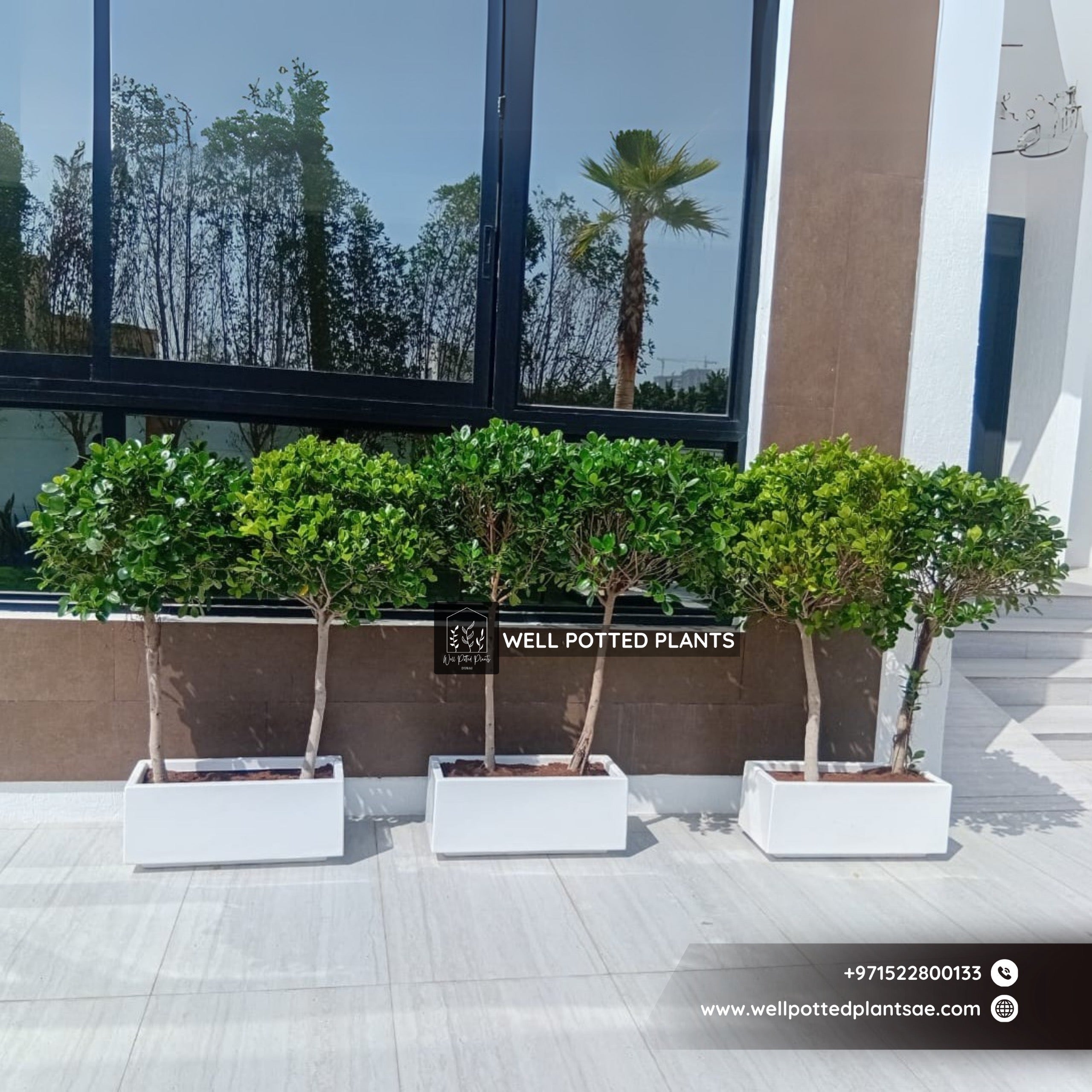 Outdoor Plant Privacy Hedge in Fiber Plants UAE