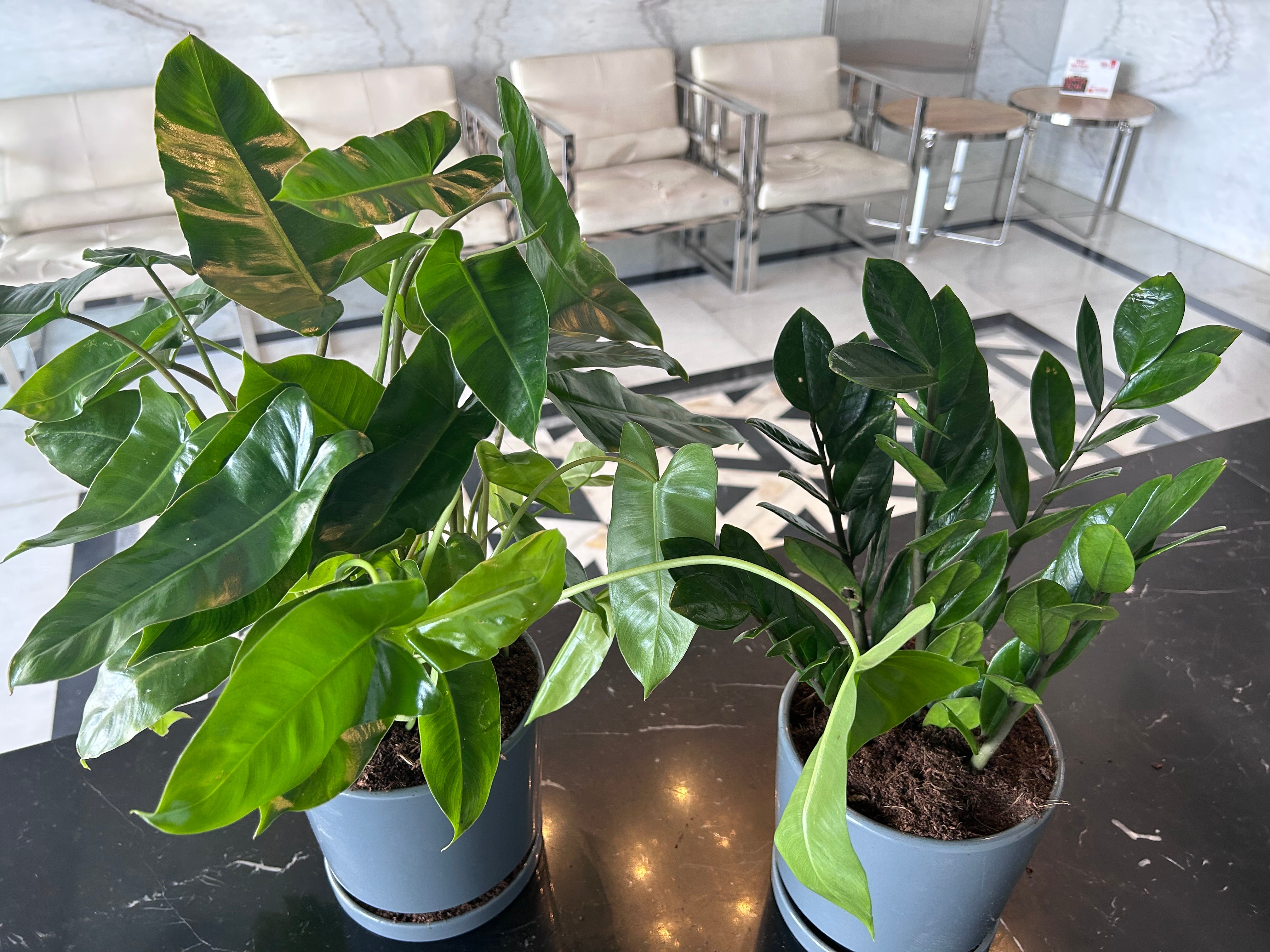 Indoor Plants Table Plant Zizi and Philodendron Bundle