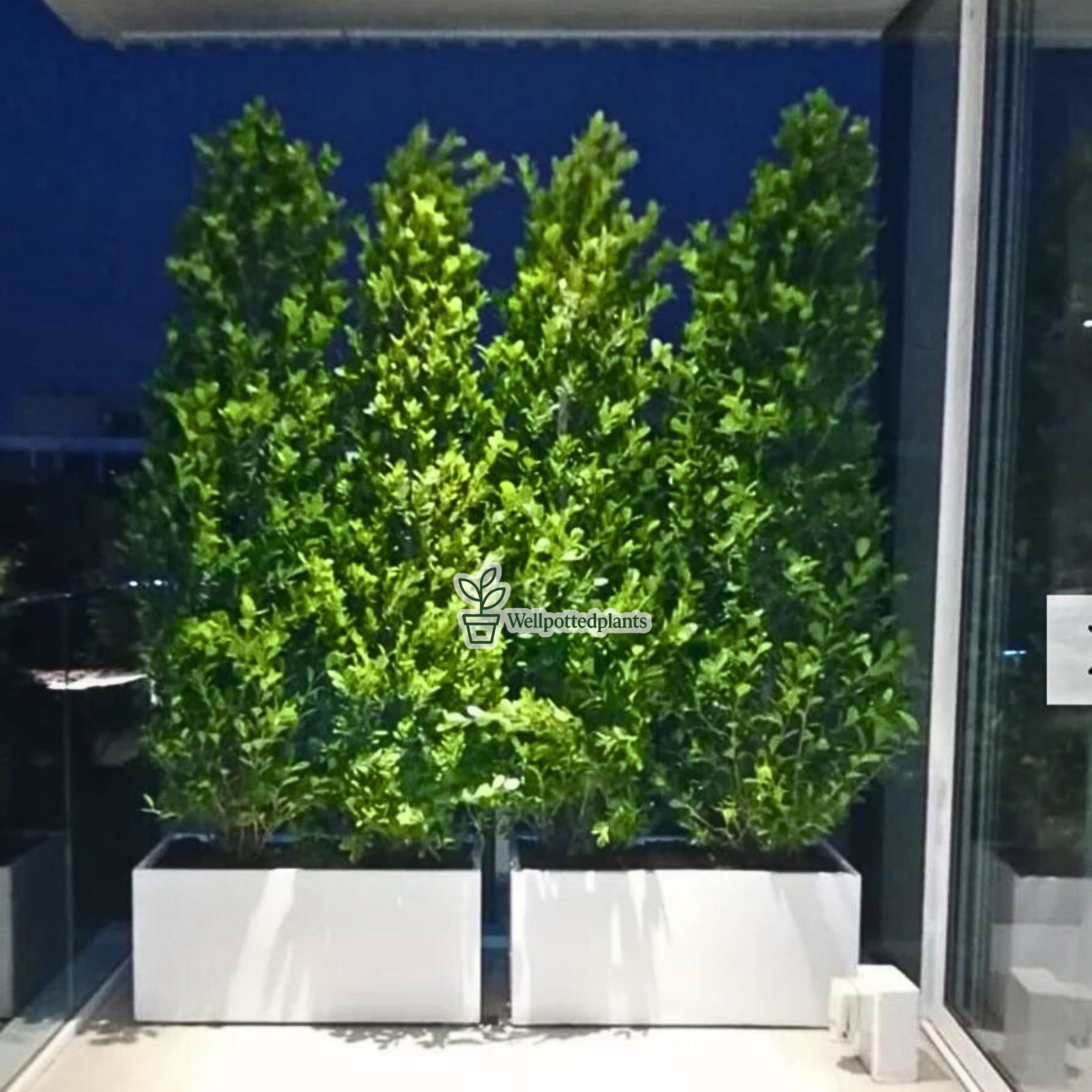 Ficus Panda Privacy Plant Each Fiber Pot Plants UAE.
