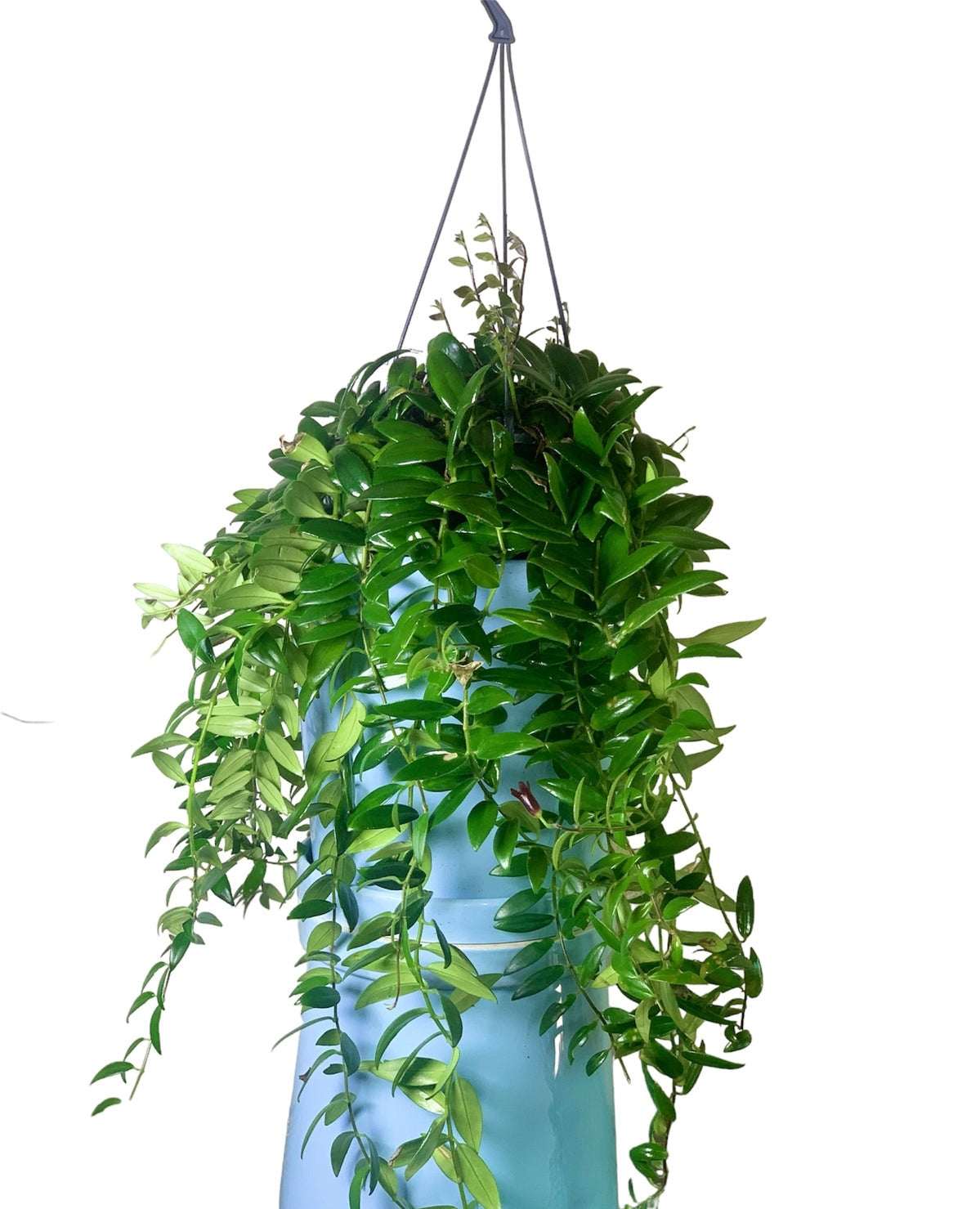Lipstick plant