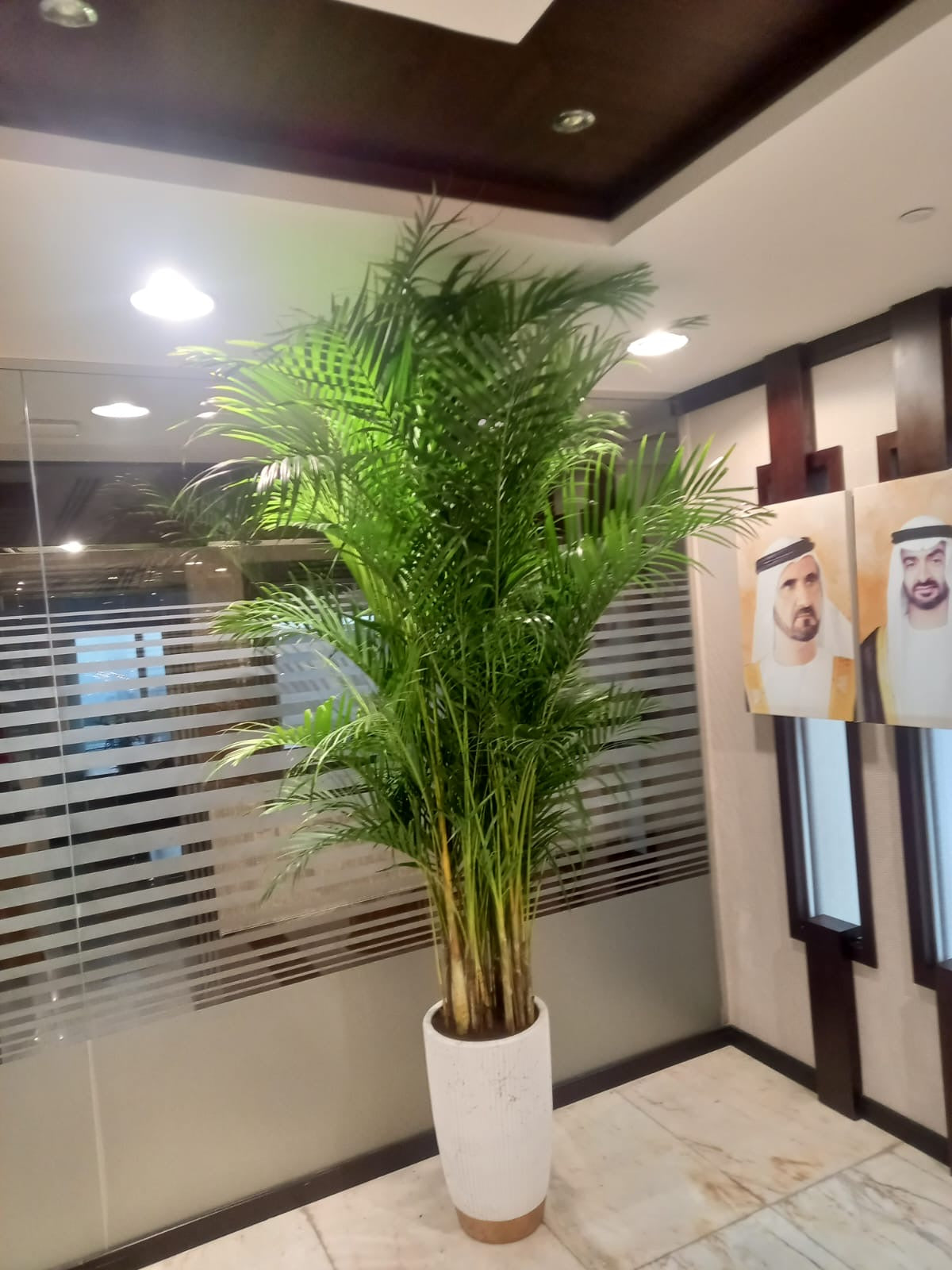 Clearance Sale Areca Big 2.5m to 3m Plants UAE