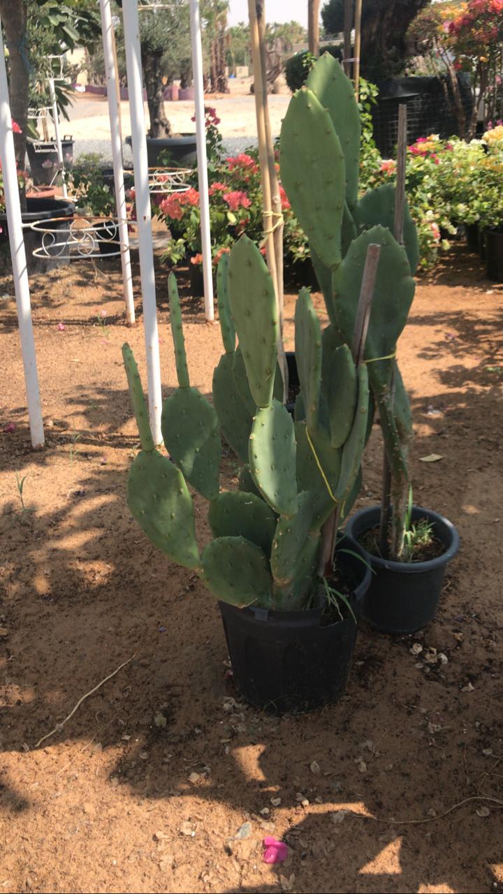 Clearance Sale Cactus UAE in White Ceramic