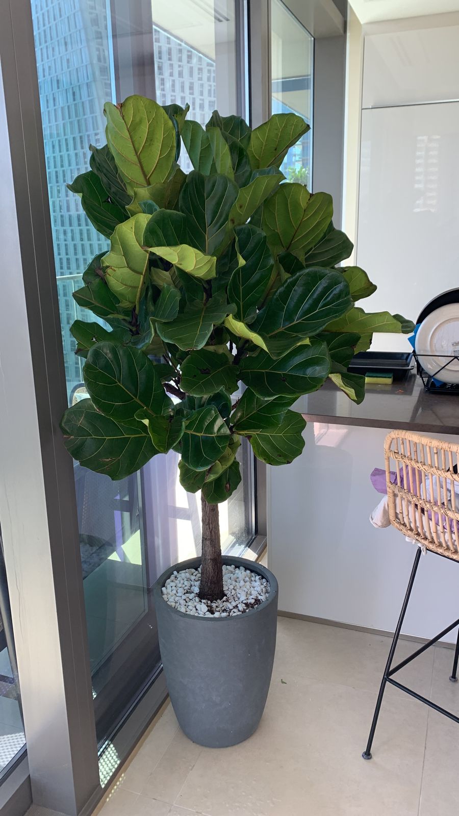 Office Plant Fiddle XXL (Hotel Quality)|180cm