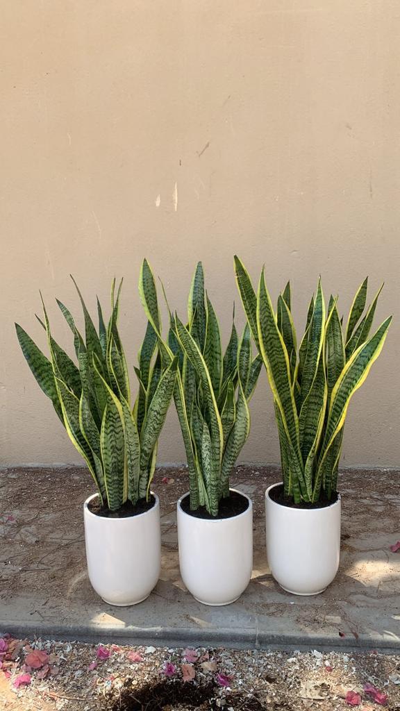 Snakeplant Each