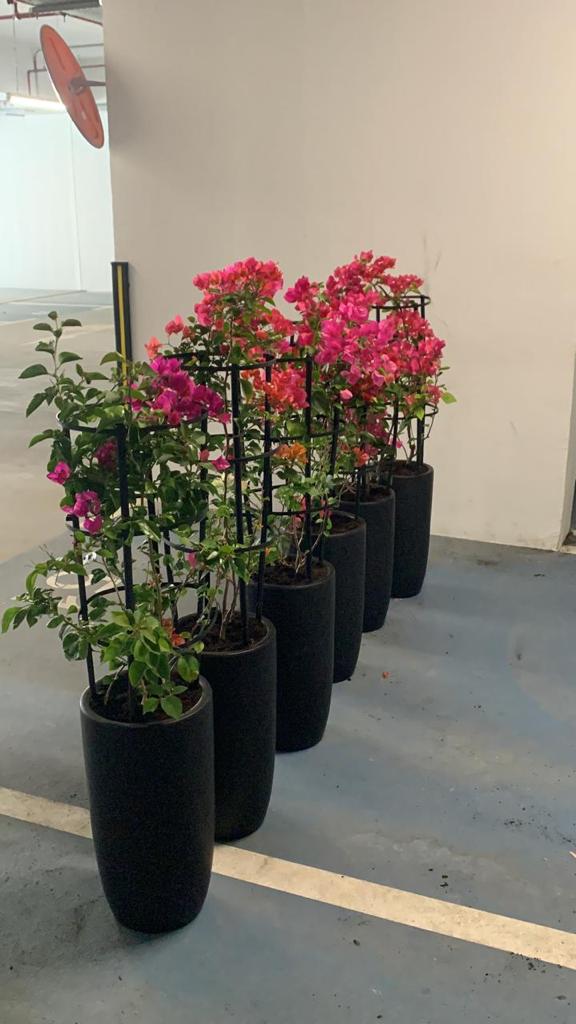 Bougainvillea in Black Ceramic Each