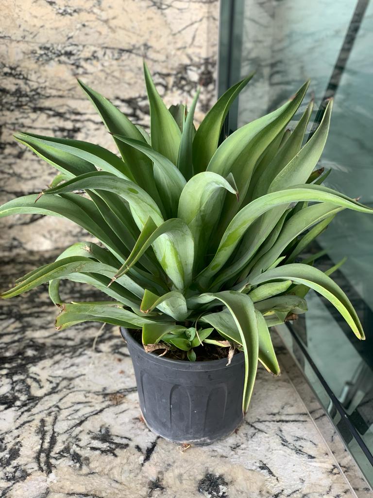 Agave Large in Nursery Pot