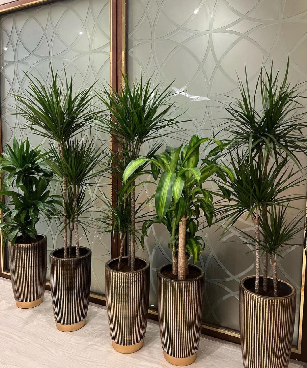 Office Plants 5pc Tall Dracaena Plants Bundle