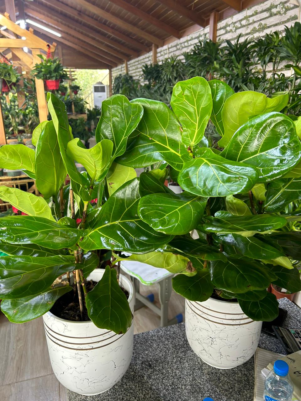 Fiddle Tree (Each) PROMO|130cm