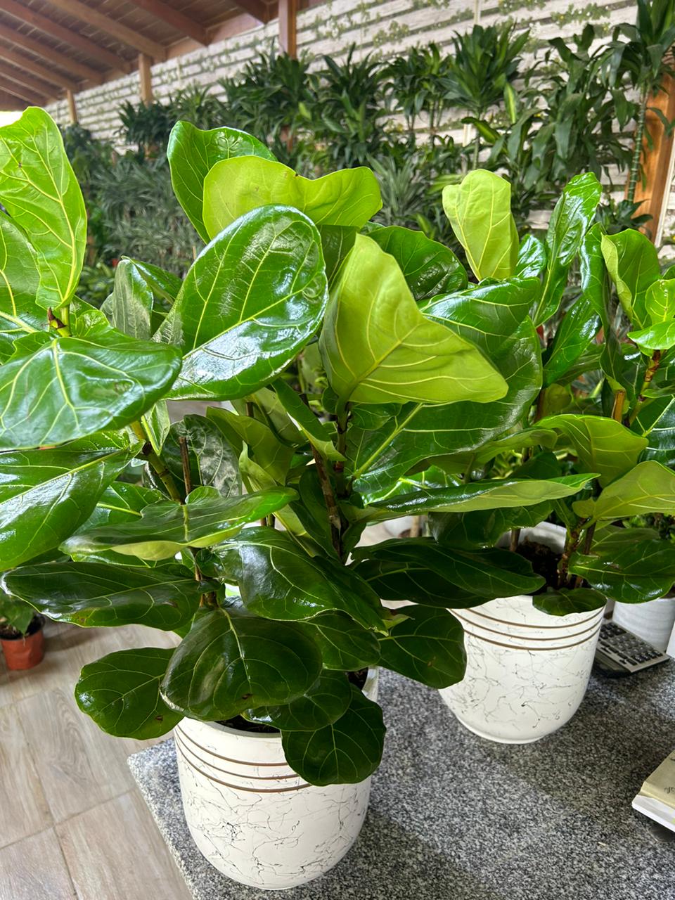 Fiddle Tree (Each) PROMO|130cm