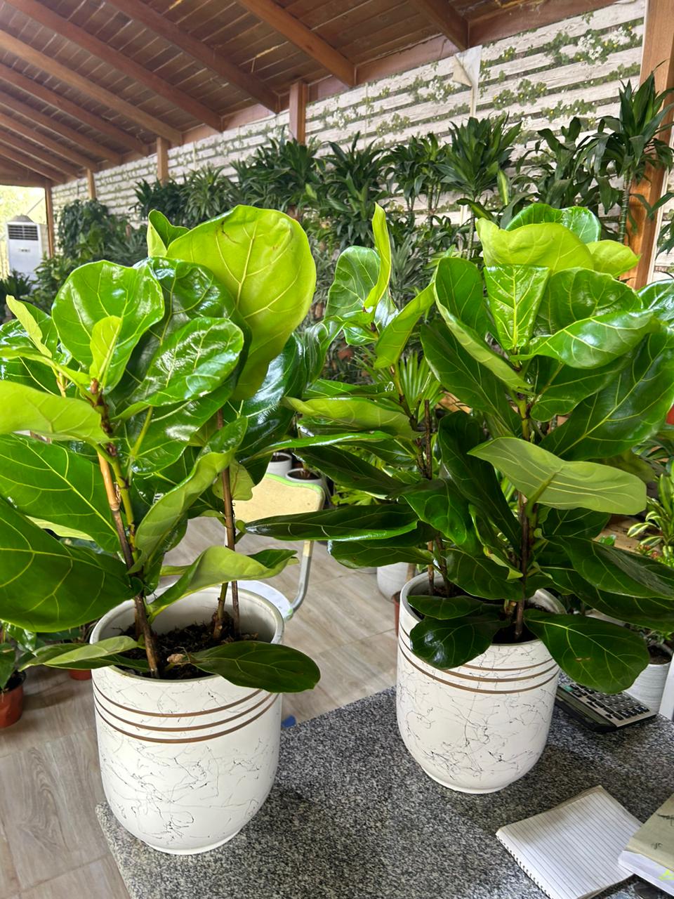 Fiddle Tree (Each) PROMO|130cm