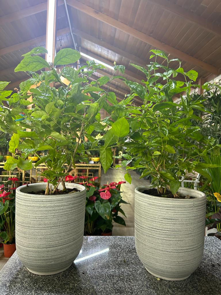 JASMINE bundle (Good Smelling) PROMO
