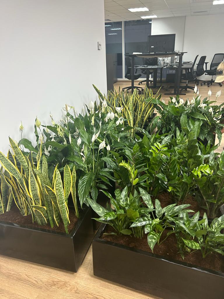 Office Plants for Cabinet In Fiber Each 70*30