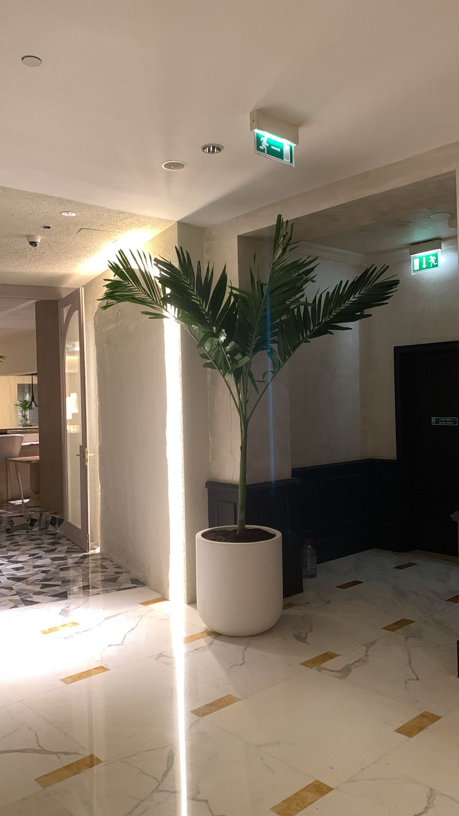 Office Plants Bundle 3pc in Fiber Pot (SAVE 700DH) Hotel Quality