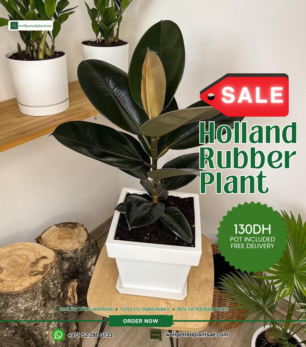 Rubber Plant WOW
