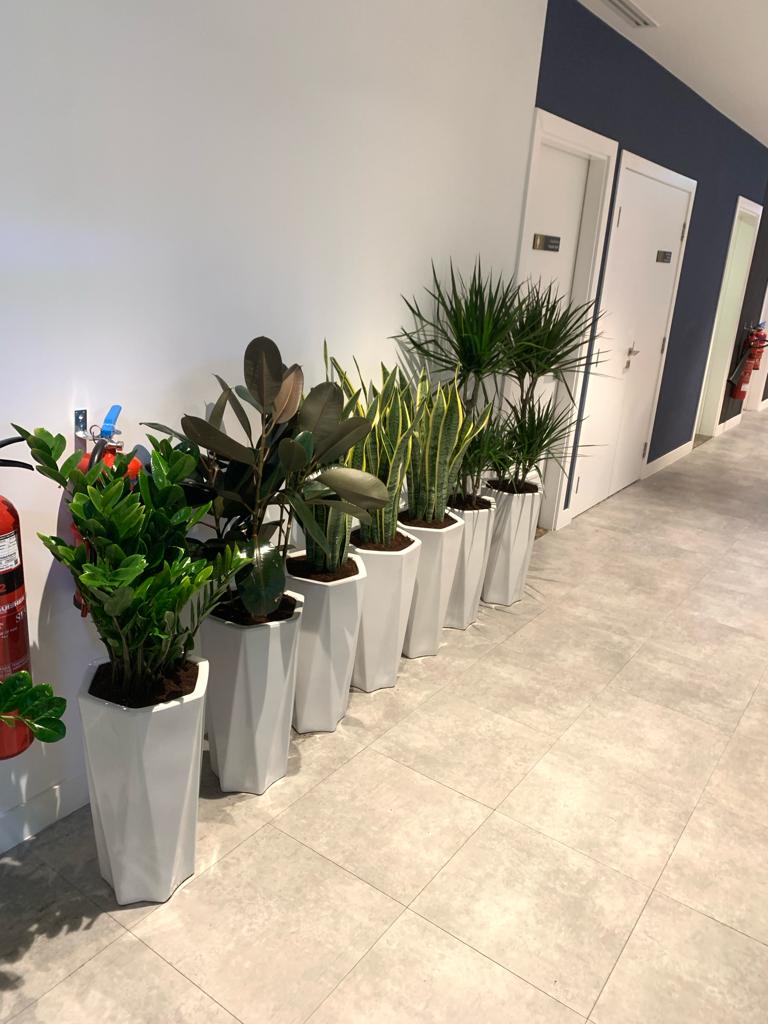 Office Plants Air Purifying Plants (7pcs) Bundle WOW