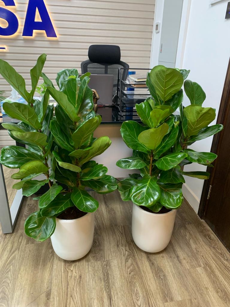 Office Plants Fiddle 2PC Bundle| 130cm