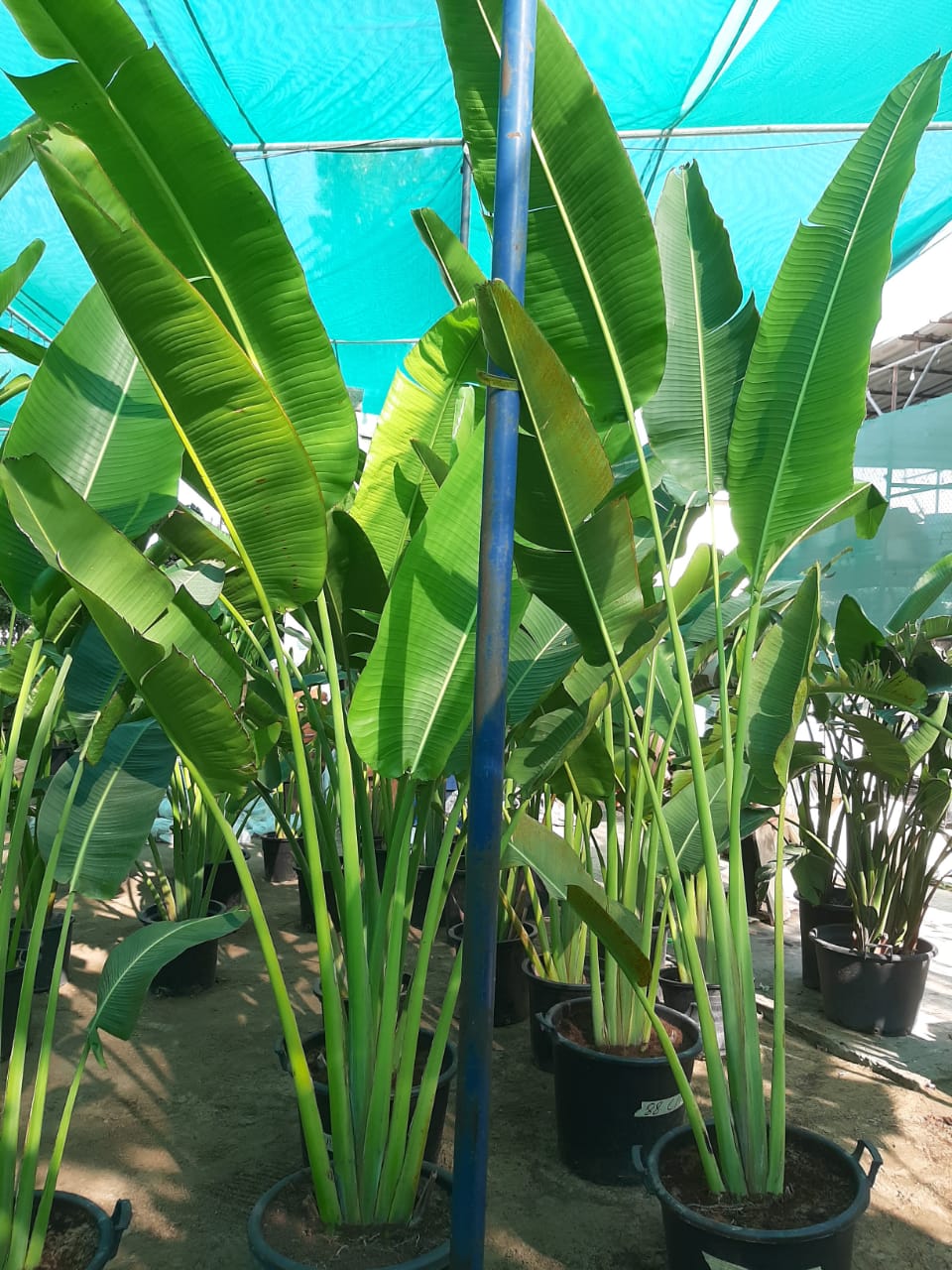 Travellers Palm NEW