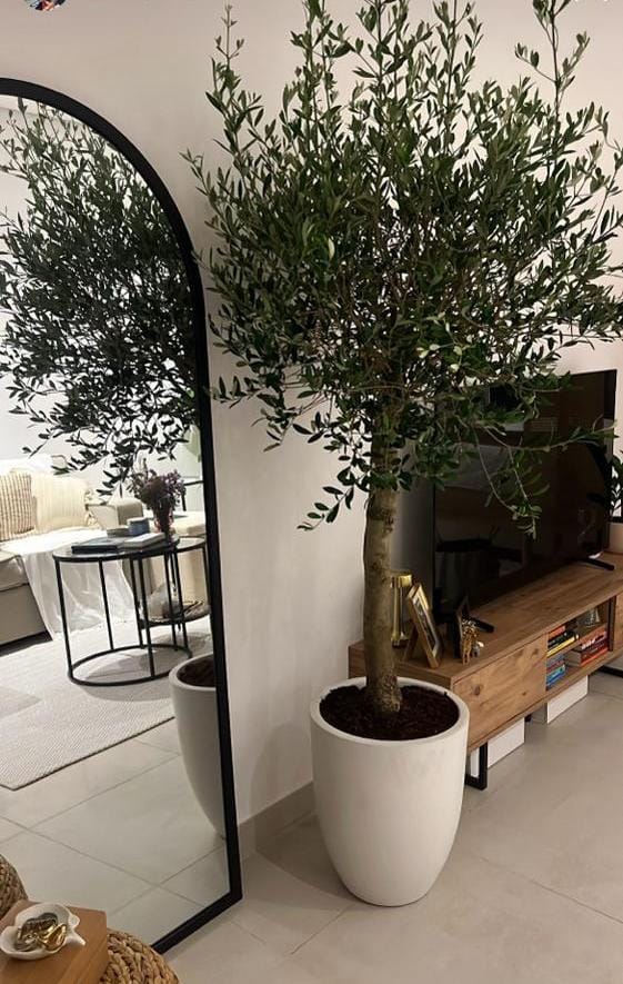 Olive Tree Indoor 2m Wow Sale
