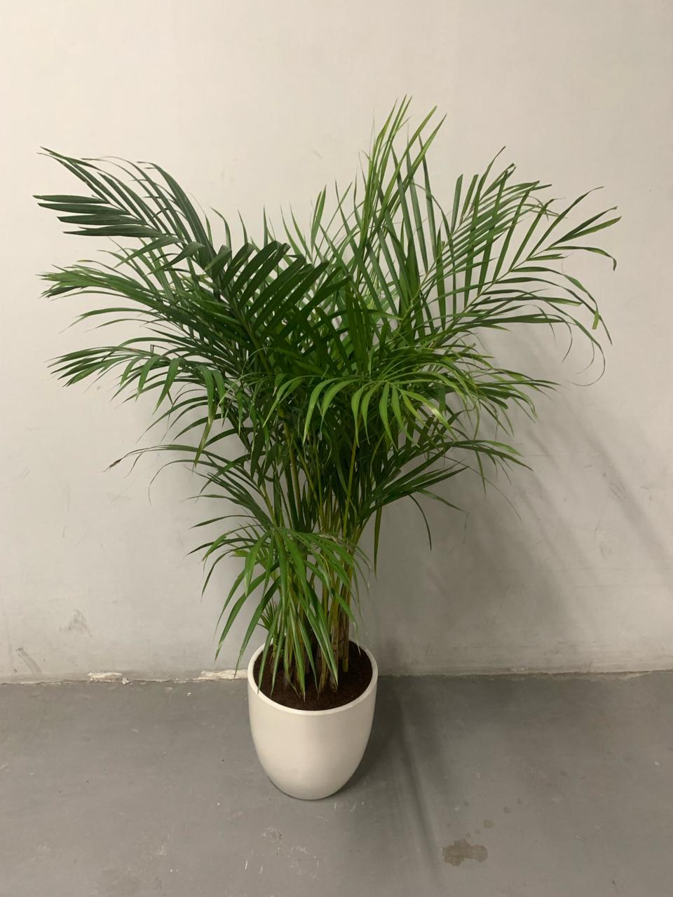 199DH Areca Palm Tree Bushy in Ceramic Pot PROMO Plants UAE