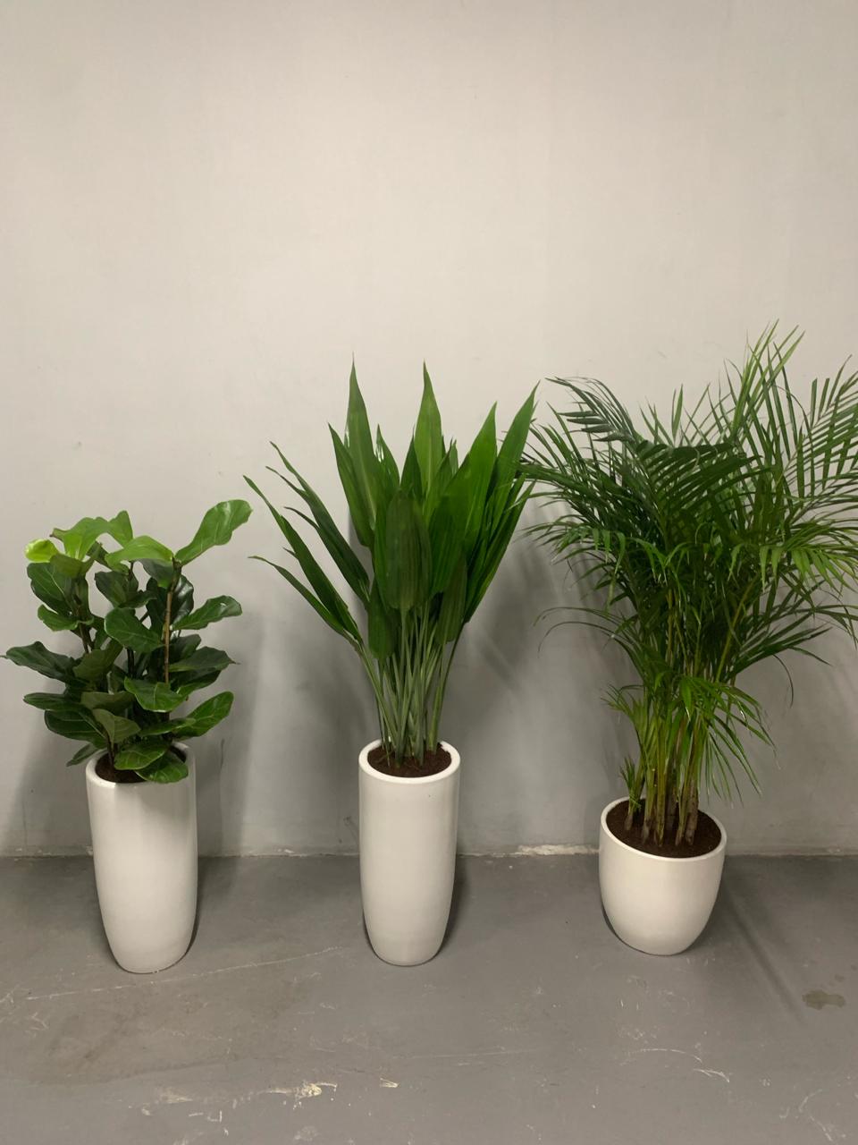 House Plants Low-Light Bundle Plants