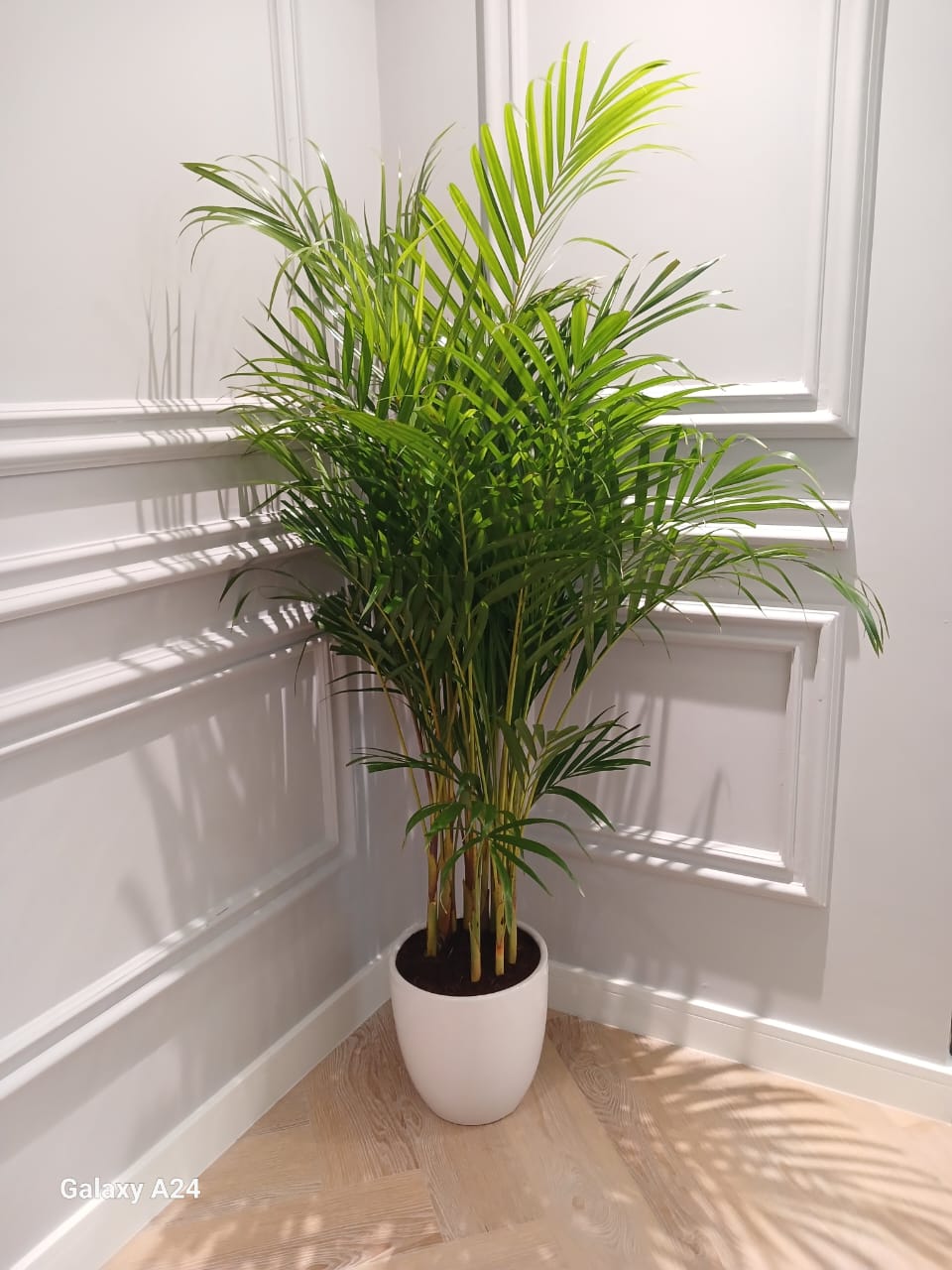 199DH Areca Palm Tree Bushy in Ceramic Pot PROMO Plants UAE